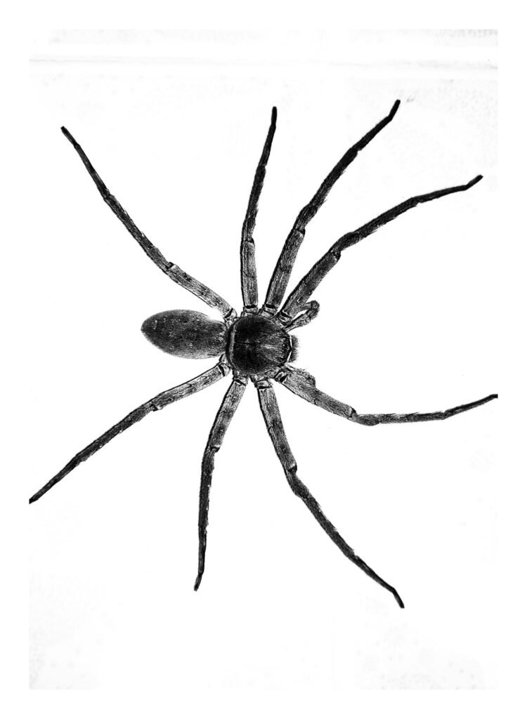 spider pest control sydney